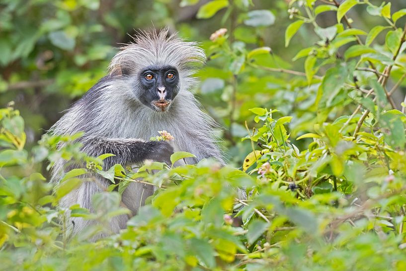 Singe par Marco Pozzi