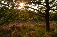 Sonnenuntergang in der Bergse Heide