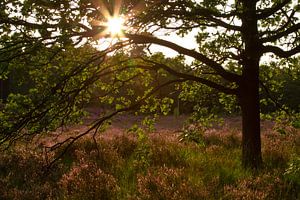 Sonnenuntergang in der Bergse Heide