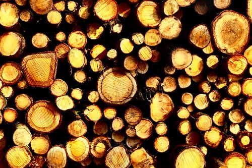 Houtstapel van boomstammen