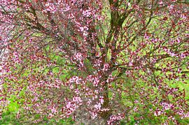 FRÜHLING 17 von Miroslav Ptacek