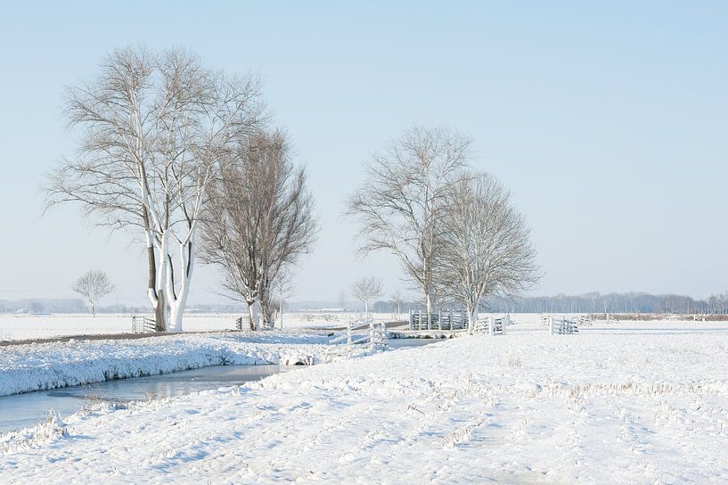 Winter in de Alblasserwaard: bomen in besneeuwd polderlandschap. van Beeldbank Alblasserwaard