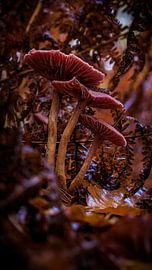 Enchanted Forest Mushrooms by laura van de Mast