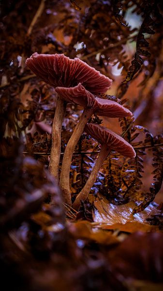 Champignons de la forêt enchantée par laura van de Mast