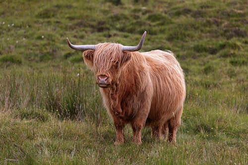 Highland Cattle