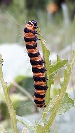 Caterpillar  by Gerhilde Mulder