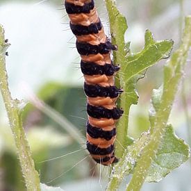 Caterpillar  sur Gerhilde Mulder