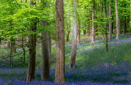 Blue forest - Beech with bluebells by Peschen Photography