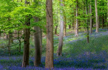 Blauw bos - Beuken met boshyacinten van Peschen Photography