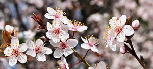 Frühlingsblüte
