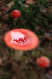 Amanite tue-mouches (Amanita muscaria), également appelée Amanite rouge Germany