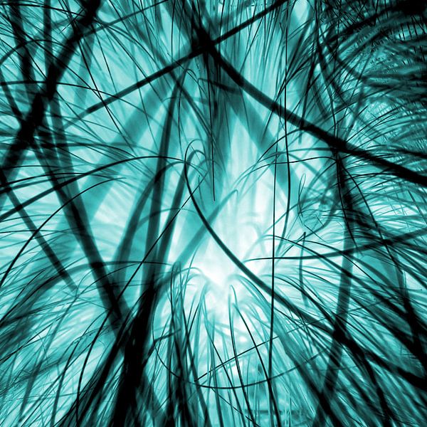 Verwobene Grashalme in anderem Licht - blau von mekke
