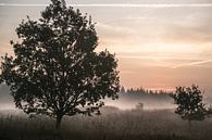 Morgennebel in der Bordelumer Heide von Annette Sturm Miniaturansicht