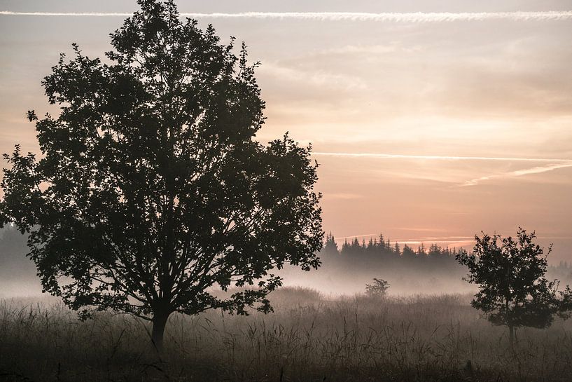 Morgennebel in der Bordelumer Heide von Annette Sturm