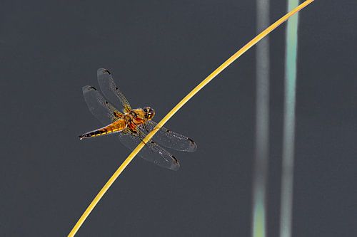 Libelle auf Stock. von Frans Lemmens