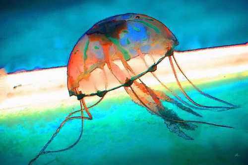 Onderwaterwereld | 06