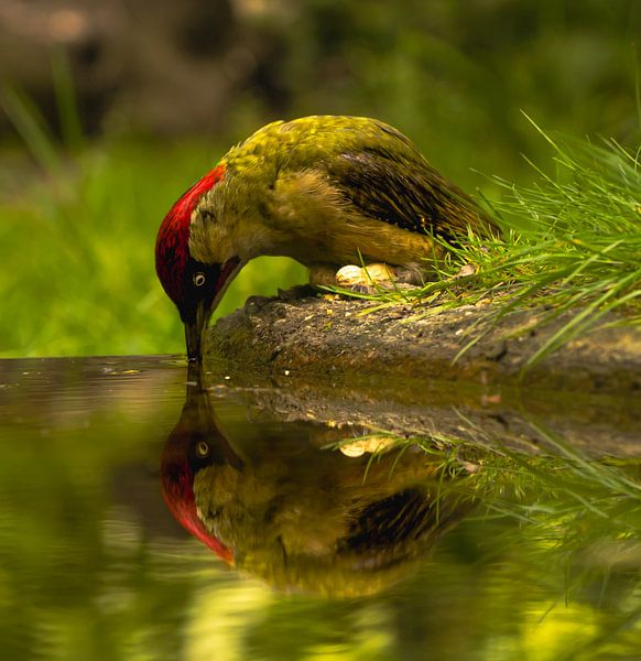 Pic vert buveur. par Wouter Van der Zwan
