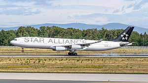 Lufthansa Airbus A340-300 in den Farben der Star Alliance.