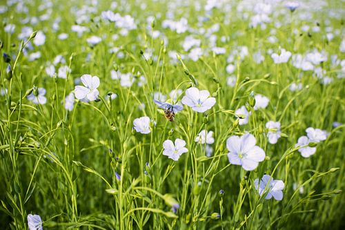 Veld vlasbloemen in bloei met bij