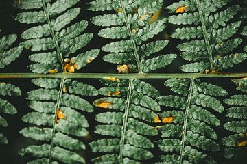 Fern leaf by Jan Eltink