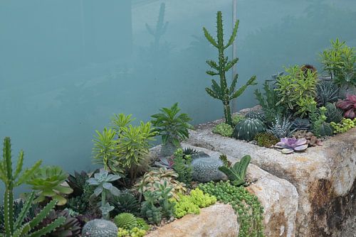 Succulentes en pots de pierre