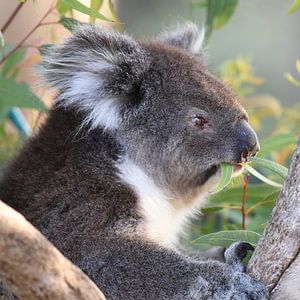 Nahaufnahme eines Koalas oder Koala-Bären von Rini Kools