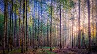 rayons de soleil dans la forêt de veluwe