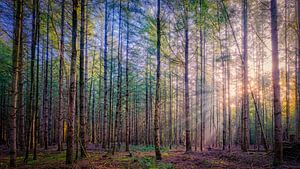 Sonnenstrahlen im Veluwewald