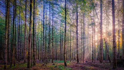 rayons de soleil dans la forêt de veluwe sur eric van der eijkj