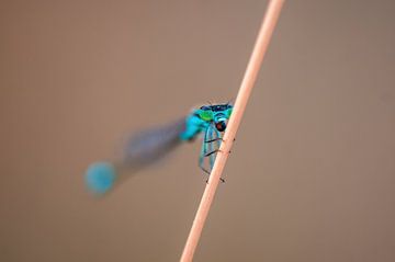 blue damselfly sitting on a blade of grass by Mario Plechaty Photography