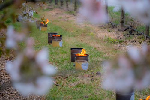 Vuurpotten tussen de fruitbomen