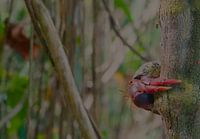 up in the tree..