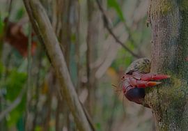 up in the tree.. by peter meier