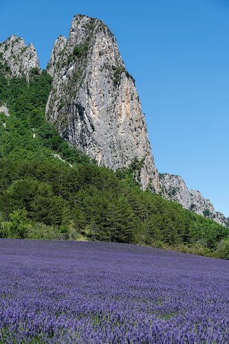 Lavendelveld in Drôme Provençale Frankrijk