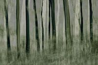Bomen in beweging