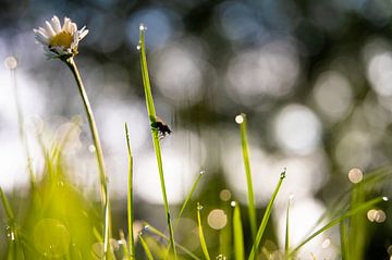 Voler sur un sprite sur Debora van Tigchelhoven