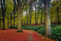 Verkleurend herfstbos