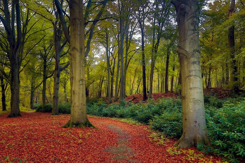 Colorful autumn forest by Guido Graas