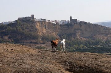 paarden in Arcos de la Frontera, Spanje van Bert Weber