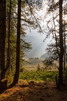 Look into the Phobjikha Valley