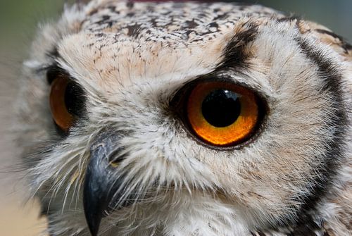 Regardez-moi dans les yeux