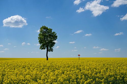 Yellow fields