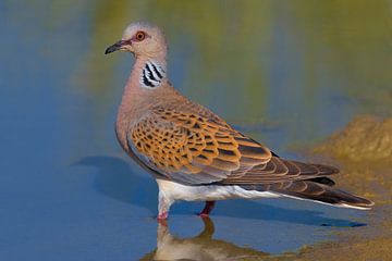 Racine d'été au point d'eau sur Beschermingswerk voor aan uw muur