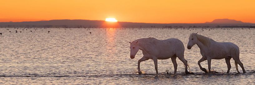 Chevaux romantiques en mer (Camargue) par Kris Hermans