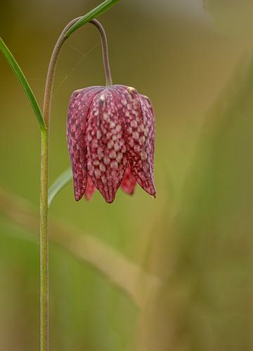 Wilde kievitsbloem