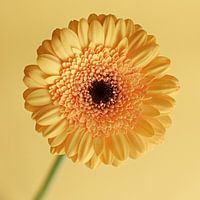 Gerbera