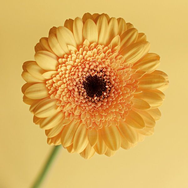 Gerbera von Inge Berken