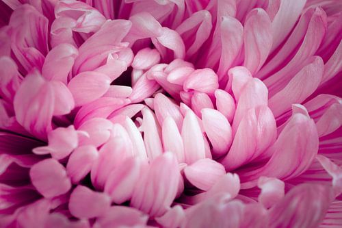 Pink chrysanthemum close up