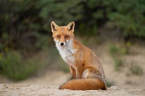 Schöner Fuchs mit schönem Schwanz von Mike Seuters