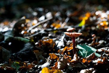 Klein paddenstoeltje met spinnenwebje  van Chris Tijsmans